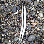 Морская рыбалка в Ялте: шторм, упрямая бомбарда и сарган на волне