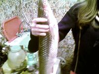 Юг Украины у моря: пиленгас на нереиса даёт эмоции как карп — просто и без «танцев»