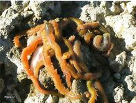 Как выглядит нереис: наглядная подсказка к снасти для пеленгаса и ставриды