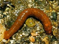 Пескожил как насадка: журнал рекомендует, иллюстрация прилагается в теме