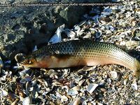 Пеленгас на пенопласт: крючок должен торчать из красного поплавка приманки