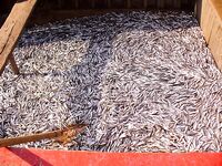 Даляны у Черноморца: весенний ставрид и цаца, рыба — на «За Бог да прости»