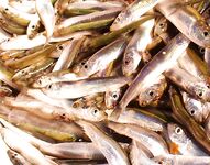 Даляны у Черноморца: весенний ставрид и цаца, рыба — на «За Бог да прости»