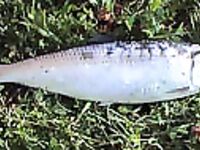 Три вида на фото: карагьоз Alosa pontica, лефер Pomatomus saltatrix и лаврак Morone labrax