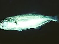 Три вида на фото: карагьоз Alosa pontica, лефер Pomatomus saltatrix и лаврак Morone labrax