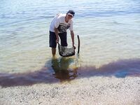 Перла и открытый пляж: «Тато» в прошлом, теперь можно ловить свободно у резиденции