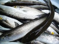 Перла и открытый пляж: «Тато» в прошлом, теперь можно ловить свободно у резиденции