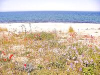 Перла и открытый пляж: «Тато» в прошлом, теперь можно ловить свободно у резиденции