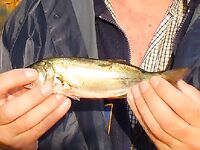 Закон и контроль: штрафы за сети до 5000 лев, спутниковый мониторинг Рибинспекции