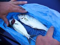 Закон и контроль: штрафы за сети до 5000 лев, спутниковый мониторинг Рибинспекции