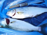 Закон и контроль: штрафы за сети до 5000 лев, спутниковый мониторинг Рибинспекции