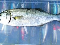 Мыс Коракя: меджит и морские драконы на самодур, в Бургасе лефер на 20 г блесну