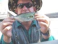 Мыс Коракя: меджит и морские драконы на самодур, в Бургасе лефер на 20 г блесну