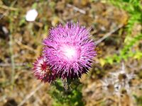 Мыс Коракя: меджит и морские драконы на самодур, в Бургасе лефер на 20 г блесну