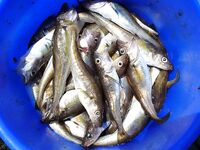 Мыс Коракя: меджит и морские драконы на самодур, в Бургасе лефер на 20 г блесну