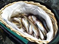 Мыс Коракя: меджит и морские драконы на самодур, в Бургасе лефер на 20 г блесну