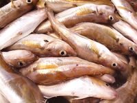 Мыс Коракя: меджит и морские драконы на самодур, в Бургасе лефер на 20 г блесну