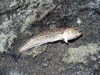 Фотки загружены в тему: визуальные заметки без дополнительного текста по улову