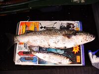 Порт Бургас на рассвете: один кефаль на самодур, старики ловят «блеч»