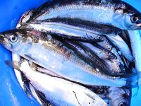 Самодур по хамсе «чатал куйрук»: утром на «деревенском порту» короткая раздача