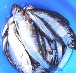 Самодур по хамсе «чатал куйрук»: утром на «деревенском порту» короткая раздача