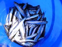 Рассветная рыбалка и вечерний футбол: судак в море как «мутация» — забавная заметка