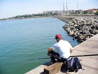 Рассветная рыбалка и вечерний футбол: судак в море как «мутация» — забавная заметка