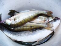 Рассветная рыбалка и вечерний футбол: судак в море как «мутация» — забавная заметка