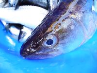 Рассветная рыбалка и вечерний футбол: судак в море как «мутация» — забавная заметка