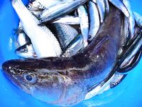 Рассветная рыбалка и вечерний футбол: судак в море как «мутация» — забавная заметка