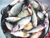 Несебр, калкан не нашёлся: карагьоз в Порту Бургас по 160 штук и трофеи до 39 см