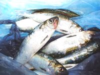 Несебр, калкан не нашёлся: карагьоз в Порту Бургас по 160 штук и трофеи до 39 см