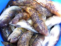 Несебр, калкан не нашёлся: карагьоз в Порту Бургас по 160 штук и трофеи до 39 см