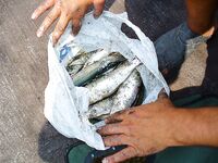 Несебр, калкан не нашёлся: карагьоз в Порту Бургас по 160 штук и трофеи до 39 см