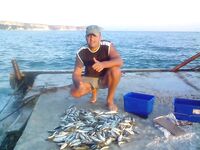 Рекорд по ставриду: «Морские волки» дали до 25 кг на промысле — горячий проход