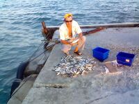 Рекорд по ставриду: «Морские волки» дали до 25 кг на промысле — горячий проход