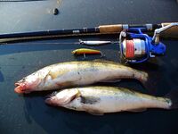 Снасти Черного моря без экзотики: сбиролино, самодур, нереис и креветка