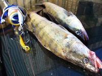 Снасти Черного моря без экзотики: сбиролино, самодур, нереис и креветка