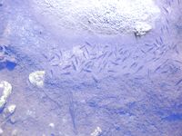 Снасти Черного моря без экзотики: сбиролино, самодур, нереис и креветка