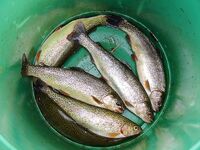 Снасти Черного моря без экзотики: сбиролино, самодур, нереис и креветка