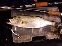 Осень с туманом и дождём: погода хмурая, но морская рыбалка только начинается