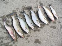 Осень с туманом и дождём: погода хмурая, но морская рыбалка только начинается