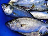 Осень с туманом и дождём: погода хмурая, но морская рыбалка только начинается