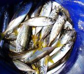 Осень с туманом и дождём: погода хмурая, но морская рыбалка только начинается