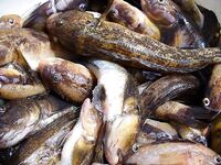 Осень с туманом и дождём: погода хмурая, но морская рыбалка только начинается