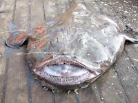 Созопол на промысле: рыбаки взяли морского чёрта — короткая помета улова