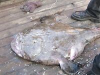 Созопол на промысле: рыбаки взяли морского чёрта — короткая помета улова