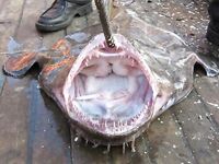 Созопол на промысле: рыбаки взяли морского чёрта — короткая помета улова