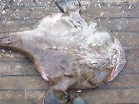 Созопол на промысле: рыбаки взяли морского чёрта — короткая помета улова