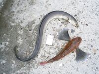 Несебр: морская ласточка 1,5 кг и угорь Conger conger 2,5 кг на донку